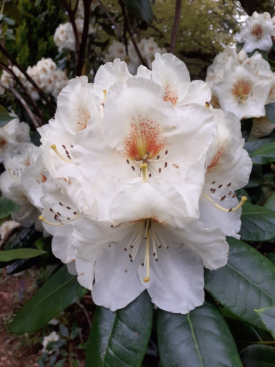 'Phyllis Korn'